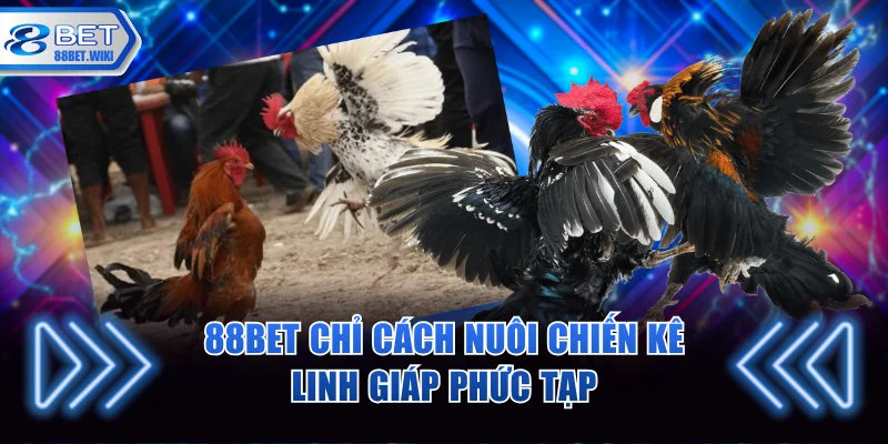 88BET chỉ cách nuôi chiến kê linh giáp phức tạp