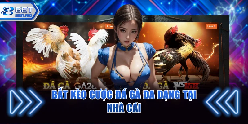 Bắt kèo cược đá gà đa dạng tại nhà cái