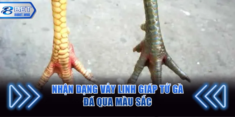 Nhận dạng vảy linh giáp tử gà đá qua màu sắc